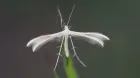 pterophoreMUSEES.webp