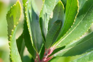 image IMGP3102.jpg (3.3MB)