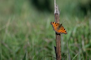 image IMGP3214.jpg (1.1MB)