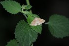 Pechipogo_plumigeralis_IMG_0770.JPG