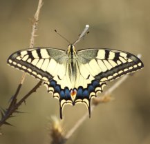 image Machaon1.jpg (90.4kB)