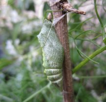 image Machaon2.jpg (0.1MB)