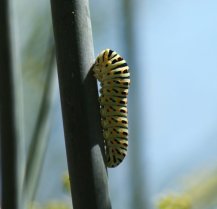 image Machaon3.jpg (68.5kB)