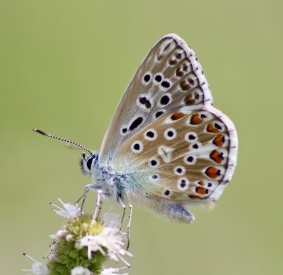 Image du module Qu'est-ce qu'un papillon ? 