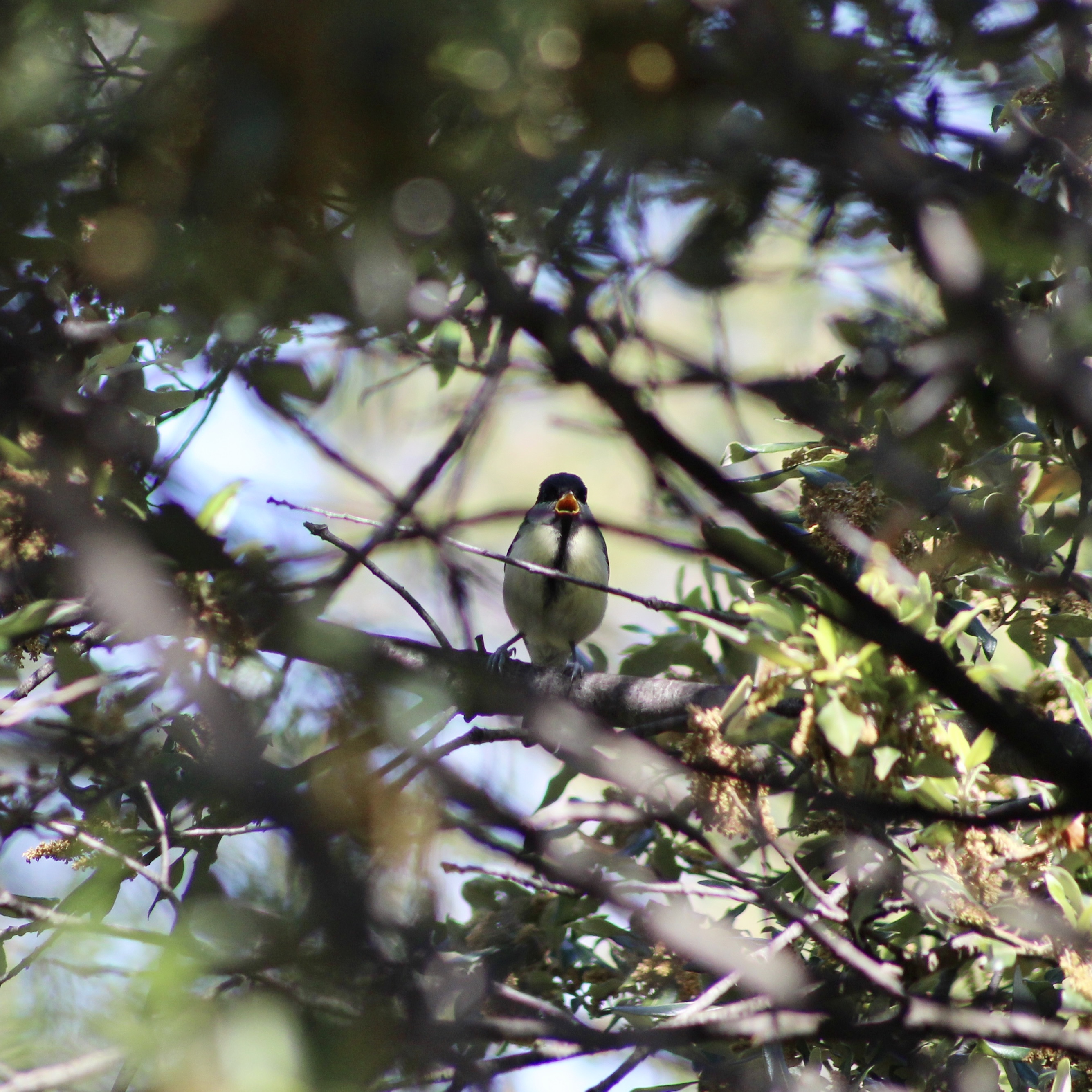 image Parus_majorIMG_8087.jpeg (1.3MB)
Lien vers: ?BiodauPup