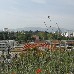 APPROCHE INTERDISCIPLINAIRE DES FRICHES URBAINES NATURELLES 