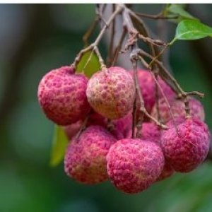 Démographie, Inégalités et Paysage à Madagascar : co-construction des connaissances démographiques dans la perspective d’un projet d’enquête interdisciplinaire 