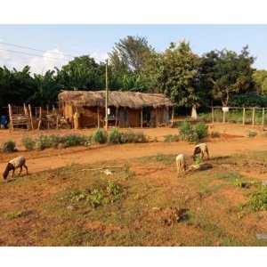 Improving antibiotics use in West Africa: exploring current situation and developing strategies for behaviour change