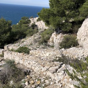 Interactions biotiques régissant la dynamique végétale sur des sols pollués en éléments traces métalliques et métalloïdes