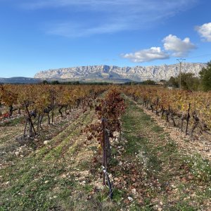 Nouvelles pratiques pour une agriculture durable : évaluation de produits de biocontrôle et d'un biofertilisant dans les systèmes viticoles