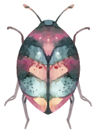 image Bug_web_LPED.png (10.8kB)